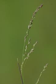 Image result for Steinchisma