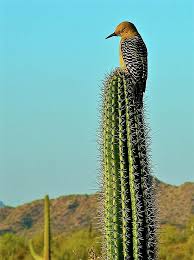 Things to do in ajo. Pin On Arizona