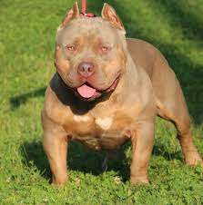 What is the best air suspension seat for a 574 compact tractor?