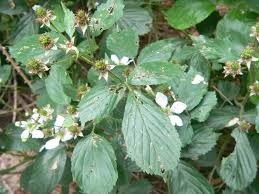 Image result for Rubus kirungensis