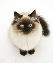 Birman Ragdoll Mix Kittens For Sale Birman Cat Warren Photographic Birman Cat Ideas Of Birman Cat Birmancat Birman Cat Warren Photographic Birman Cat Cats Illustration Kitten Cartoon