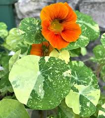 Image result for Nasturtium