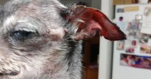 Image result for mold in the ear dog