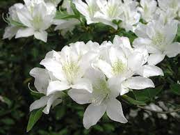 Japan Azalea Azalea Japonica Kerti Novenyek Fitoland Hu In 2020 Azalea Flower Azaleas Shrubs For Sale