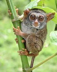 The tiny tarsier is a wonderful creature that is almost smaller than the human hand. Siau Island Tarsier Animal Database Fandom