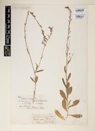 Image result for Lobelia welwitschii