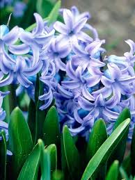 I highly recommend adding this flower to your patio to learn about its benefits and pleasant scent. 12 Best Sweet Smelling Flowers Ideas Fragrant Plant Fragrant Flowers Smelling Flowers