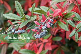 Image result for Berberis julianae