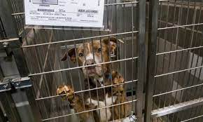 Las vegas valley humane society. Five Years After Las Vegas Shelter Sets Zero Euthanasia Goal Success Is Within Sight The Nevada Independent