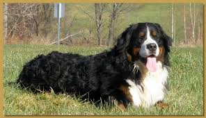 Big dog fans will enjoy finding out about the you will no doubt agree that the bernese mountain dog lifespan is far too short at just 7 to 10 years. Vert Monts Bernese Mountain Dogs Bernese Mountain Dog Breeder Vermont Usa