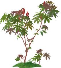 Fruit of the poisonous tree is a legal metaphor used to describe evidence that is obtained illegally. Fruit Of The Poisonous Tree Traditores