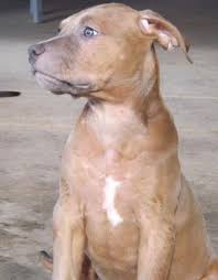 Being a reliable and responsible breeder, we don't entertain the needs of irresponsible buyers. Xxl Pitbull Puppies Pets And Animals For Sale California