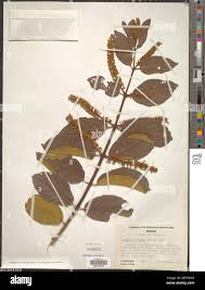 Image result for Combretum psidioides