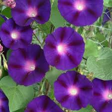 Grow Heirloom Morning Glories Plant Grandpa Ott Morning Glory Seedsa Lovely Deep Rich Purple Grandpa Morning Glory Seeds Morning Glory Plant Flower Seeds