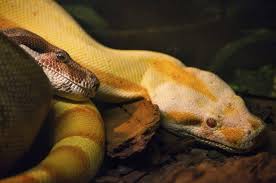 Tra le numerose sette gnostiche del ii° secolo, gli ofiti, detti anche naasseni, veneravano specificatamente il serpente. Serpente E Bastone Come E Diventato Il Simbolo Della Medicina