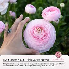 Image result for Ranunculus stagnalis