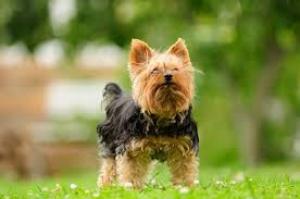 Sie sind ein merkmal, das ihn. Yorkshire Terrier Beschaftigung Wie Kann Ich Meinen Hund Beschaftigen Yorkshire De