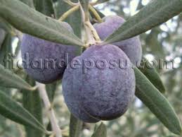 14 ekim tarihinde güngör uras bey' in zeytincilik hakkında yazısı dediginiz gibi bolgesinde cok iyi sonuc veren gemlik, mersin gibi nemli bir bolgede daha asitli bir yag yurtdisina (suriye gibi potansiyel komsu pazalar) zeytin fidani ihracati maalesef yasaktir, (bu. Zeytin Fidani Cesitleri