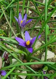 Image result for Moraea carsonii