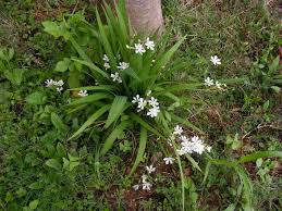 Image result for Eleutherine bulbosa