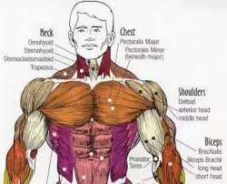 There are three muscles that lie in the pectoral region and exert a force on the upper limb. Is There Any Exercise Which Can Improve The Muscles Around The Collar Bone What Is This Muscle Group Called Quora