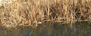 Wetland Ecosystems Welcome To Room 23