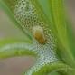 Spittlebugs!