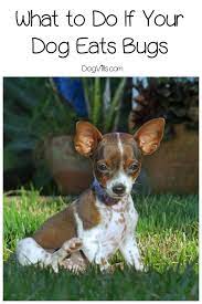 What To Do If Your Dog Eats Bugs Dogvills
