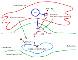 Image result for Calcium Channel Blocker Overdose