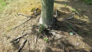 With the gomatoro root cutting saw, root cutting is made easy without the worry of tool or teeth damage. The Benefits Of Pruning Tree Roots