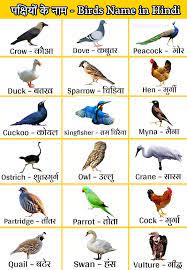 Birds name in english and hindi. Pin On Birds Name List