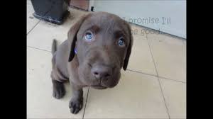 Labrador Puppy Time Lapse 8 Weeks To 1 Year