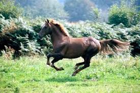 Les courants, les méduses, la navigation, la pollution. Faits Divers La Presse De La Manche Actu Fr Page 79