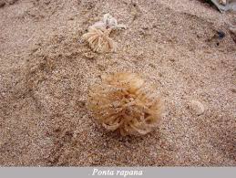 Check spelling or type a new query. Biologii Marini AvertizeazÄ Noii Locatari Ai MÄrii Negre DevoreazÄ PopulaÈia De Stridii