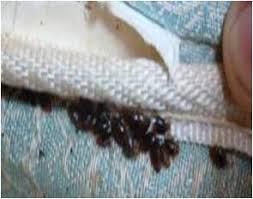 Get directions, reviews and information for bed bugs, etc. Bed Bugs The Epa Blog