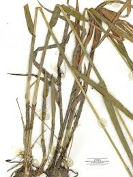 Image result for Fuirena stricta