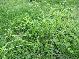 Image result for Chlorophytum pubiflorum