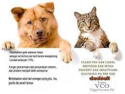 Selain Untuk Hewan Peliharaan Seperti Diatas Deebali Evco Juga Baik Untuk Burung Beo Jadi Manfaat Minyak Kelapa Untuk Hewan Peliharaan T Pet Care Pets Animals