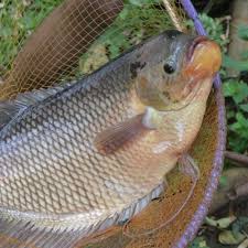 Infomina 7 Fakta Unik Ikan Gurame Yang Perlu Anda Tahu