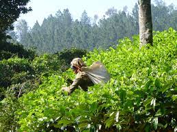 Check spelling or type a new query. International Tea Day Wikipedia