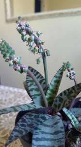 Image result for Ledebouria