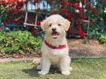Maltipoo - Your Guide To The Adorable Maltese Poodle Mix
