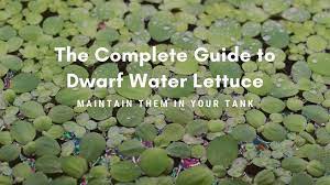 The roots should be examined for rotting and possible mycelial growth, reduction in roots especially feeder roots, and the presence of galls (figure 26). Dwarf Water Lettuce The Complete Guide On How To Maintain Them