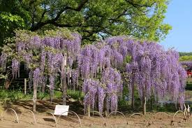 Image result for Wisteria