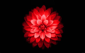 1080x1920 25 retina hd iphone 6 plus & 6s plus wallpapers & backgrounds. Iphone 6 Plus Red Lotus Flower Retina Wallpaper Iphone Red Flower Wallpaper Hd 2880x1800 Wallpaper Teahub Io