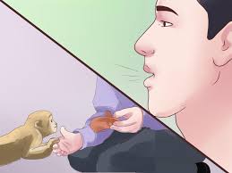 Le reptile a fini par tuer sa proie sous les yeux des autres singes. Comment S Occuper D Un Singe 15 Etapes Avec Images