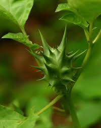 Image result for Datura ferox