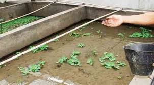 Ternak belut menggunakan hujan buatan. Cara Ternak Belut Sawah Yang Baik Dan Benar Untuk Pemula