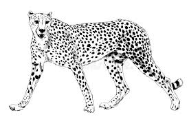 It will be very easy drawing tutorial. Running Cheetah Silhouette Stock Vector Illustration Of Fast 147981043