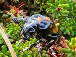 Image result for Artabotrys collinus